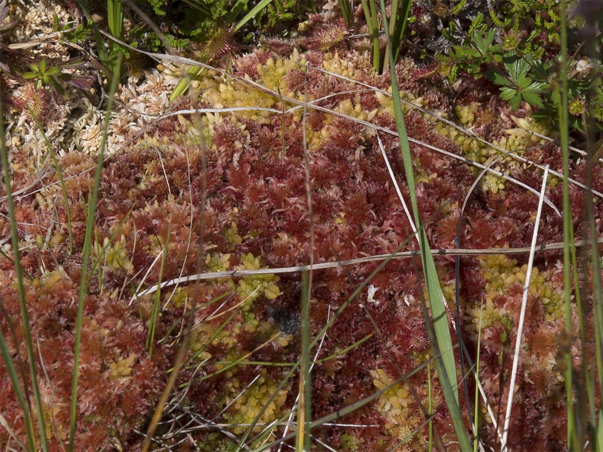 Sphagnum sp.